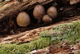 Mycena inclinata image