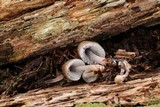 Mycena inclinata image