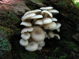 Clitocybula abundans image