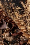Psathyrella saccharinophila image