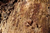 Psathyrella saccharinophila image