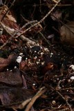 Collybia tuberosa image