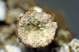Cladonia pyxidata image