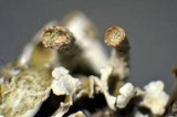 Cladonia pyxidata image