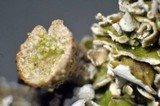 Cladonia pyxidata image