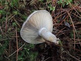 Lactarius chelidonium image