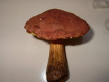 Aureoboletus innixus image
