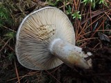 Lactarius chelidonium image