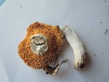 Russula postiana image
