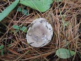Russula postiana image