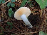 Russula postiana image