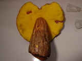 Aureoboletus innixus image