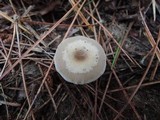 Clitocybe flavidella image