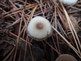 Clitocybe flavidella image