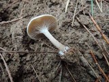 Clitocybe flavidella image
