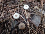 Clitocybe flavidella image