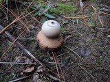 Geastrum triplex image