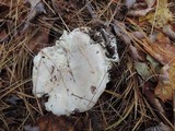 Tricholoma marquettense image