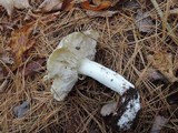 Tricholoma marquettense image