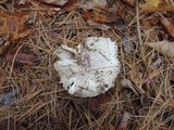 Tricholoma marquettense image