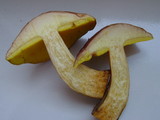 Aureoboletus innixus image