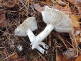 Tricholoma marquettense image