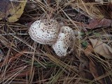 Lepiota cortinarius image