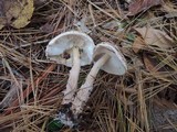 Lepiota cortinarius image