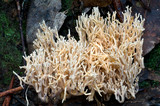 Clavulina subrugosa image