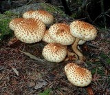 Pholiota squarrosoides image