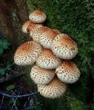 Pholiota squarrosoides image