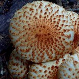 Pholiota squarrosoides image