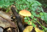 Aureoboletus auriporus image