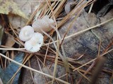 Mycena flavescens image