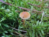 Galerina heterocystis image