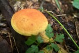 Aureoboletus auriporus image