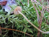 Galerina heterocystis image