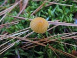 Galerina heterocystis image