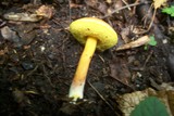 Aureoboletus auriporus image