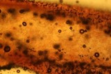 Russula cerolens image