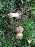 Paxillus cuprinus image