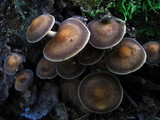 Agrocybe firma image