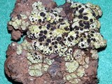 Acarospora schleicheri image