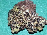 Acarospora schleicheri image