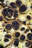 Acarospora schleicheri image