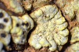 Acarospora schleicheri image