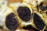 Acarospora schleicheri image