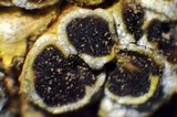 Acarospora schleicheri image