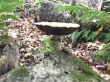 Agrocybe acericola image