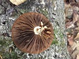 Agrocybe acericola image